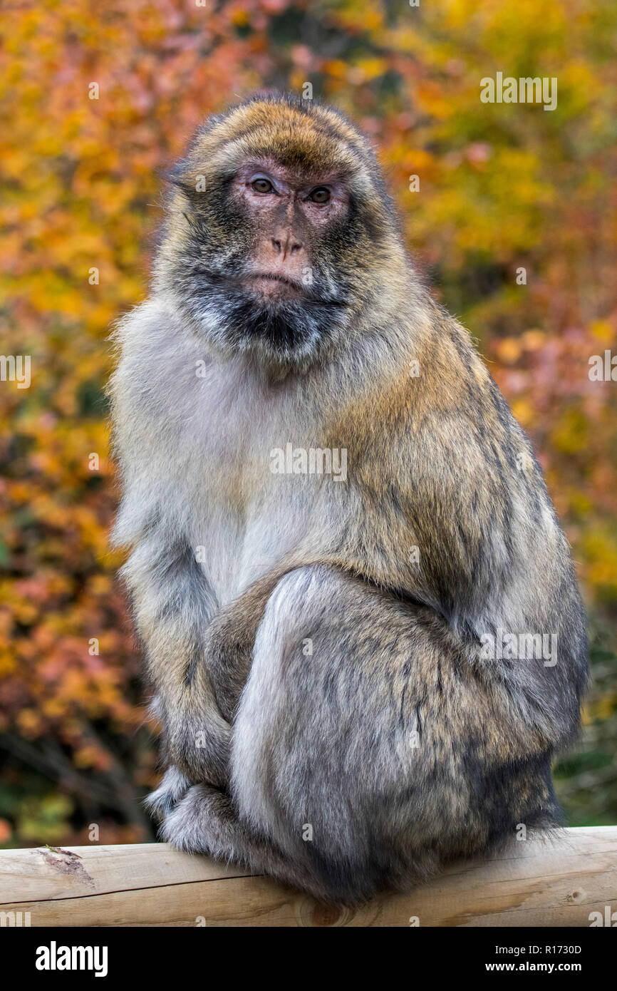 Barbary macaque/Barbary ape/magot (Macaca sylvanus) native auf das Atlasgebirge in Algerien, Marokko und Gibraltar Stockfoto