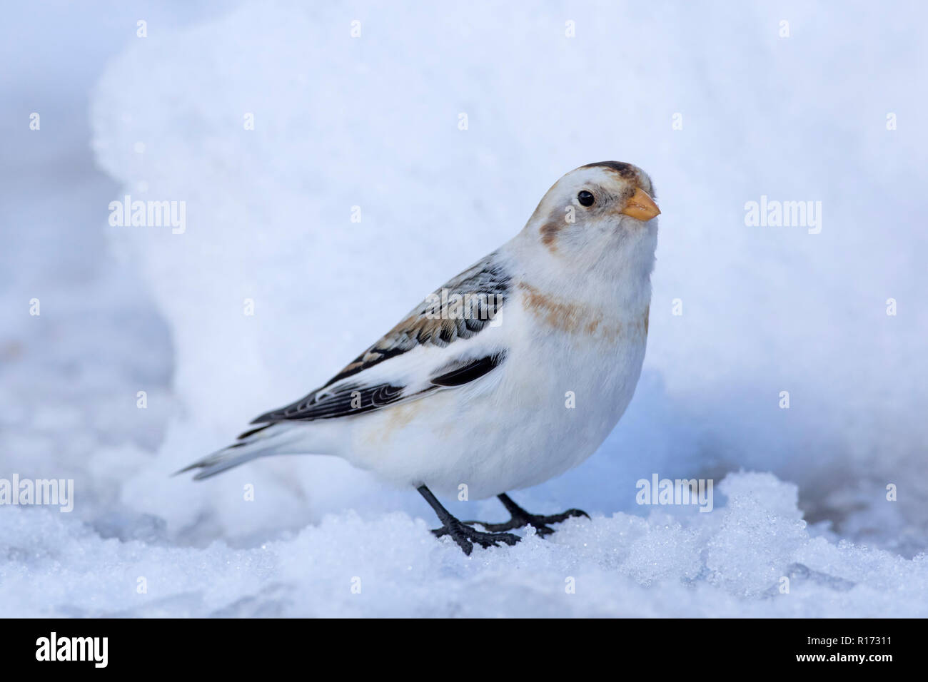 Schneeammer (Plectrophenax nivalis/Emberiza nivalis) im Winter Gefieder in die schottischen Highlands, Schottland, Großbritannien Stockfoto