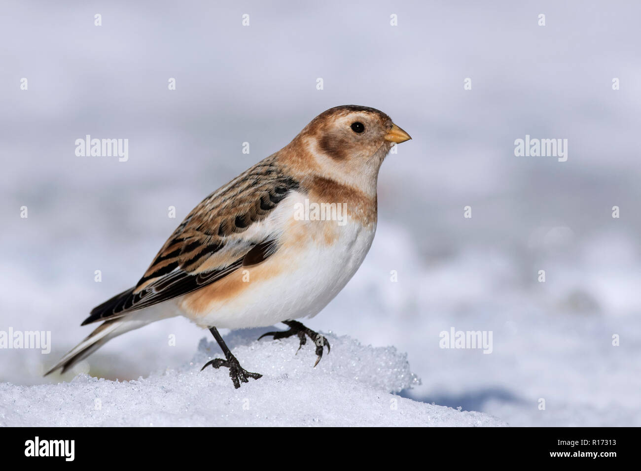 Schneeammer (Plectrophenax nivalis/Emberiza nivalis) im Winter Gefieder in die schottischen Highlands, Schottland, Großbritannien Stockfoto