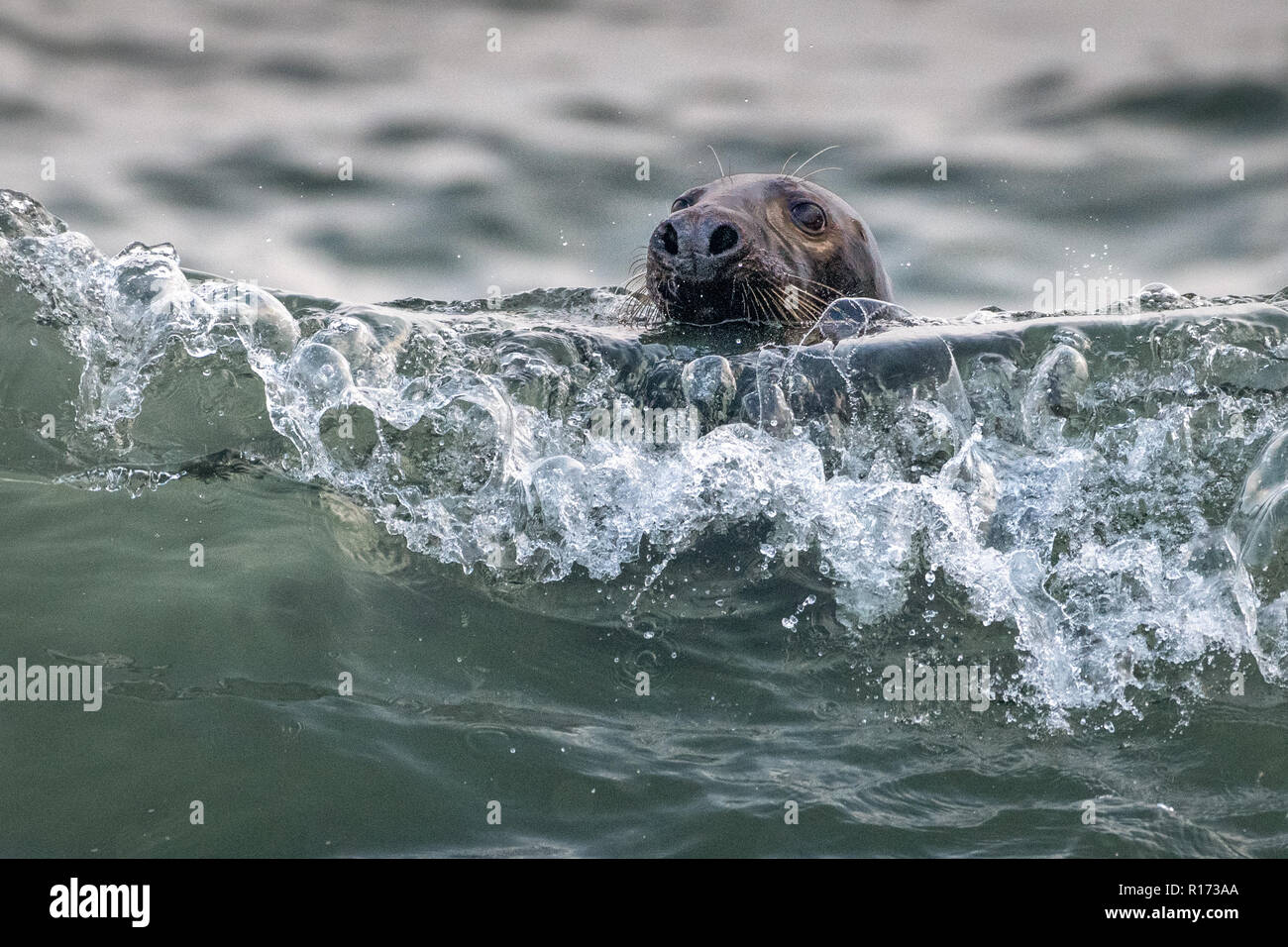 Kegelrobbe (Halichoerus grypus) spielen in den Wellen Stockfoto