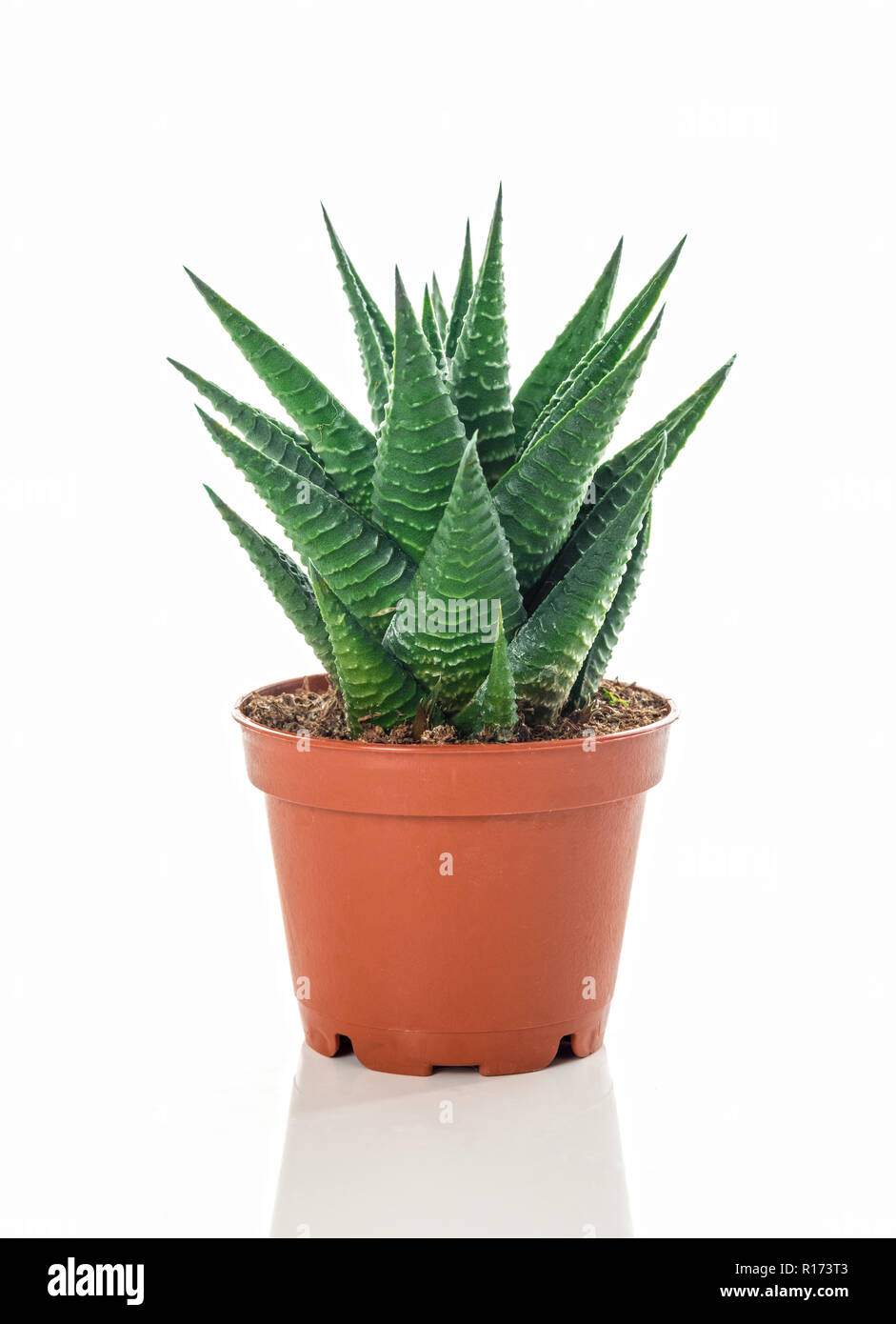 Topfpflanzen Aloe Pflanze, auf weißem Hintergrund. Stockfoto