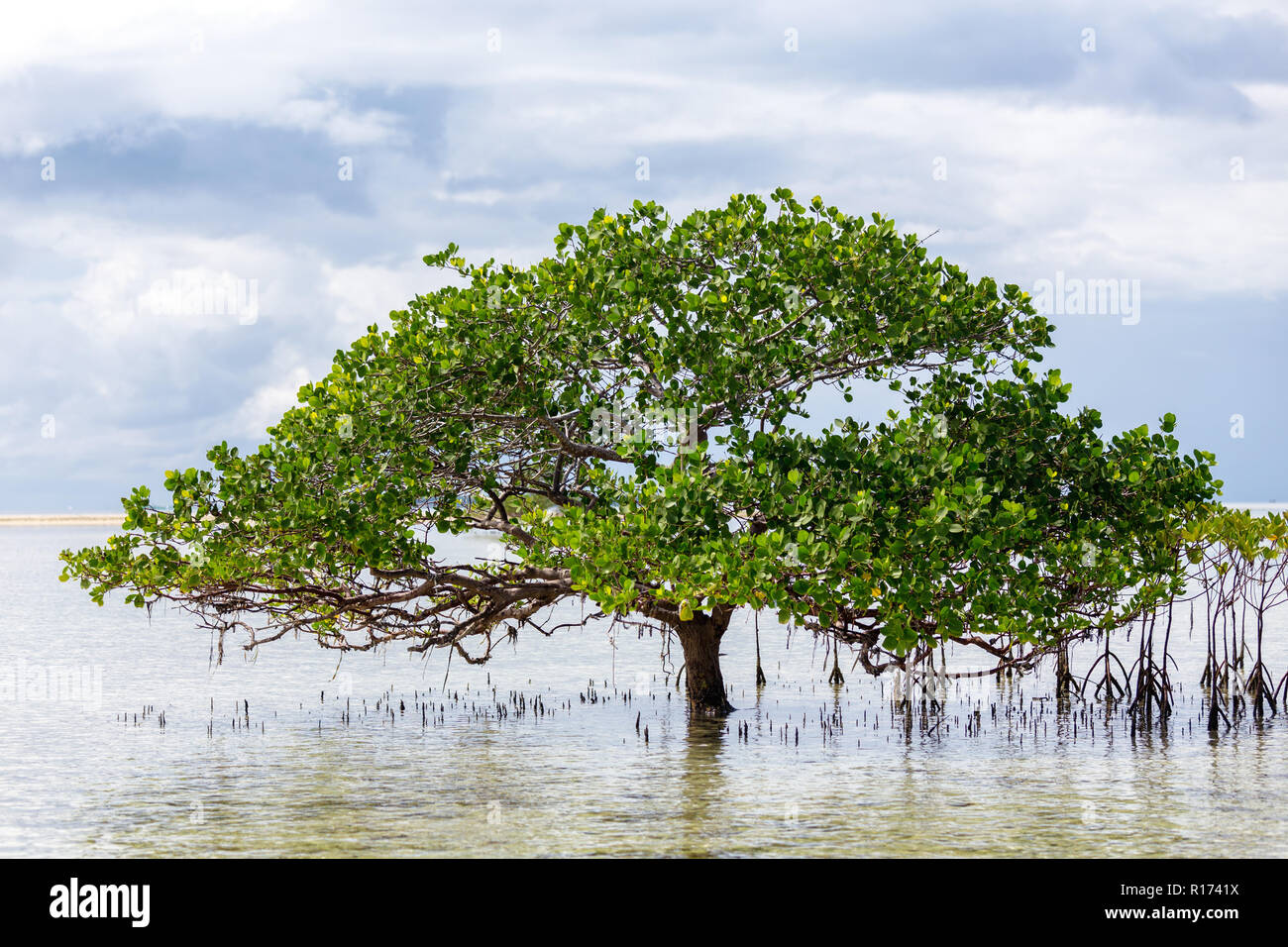 Schöne Mangroven Baum, der am Ufer des Meeres stehen im Meer Wasser mit seiner üppigen grünen Vordach der Ausbreitung der Zweige und Blätter unter Stockfoto