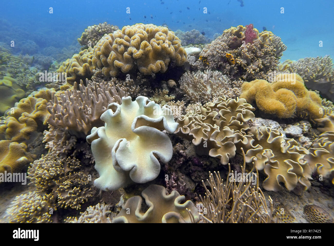 Unterwasser hard und soft Coral Garden in Moalboal, Philippinen Stockfoto
