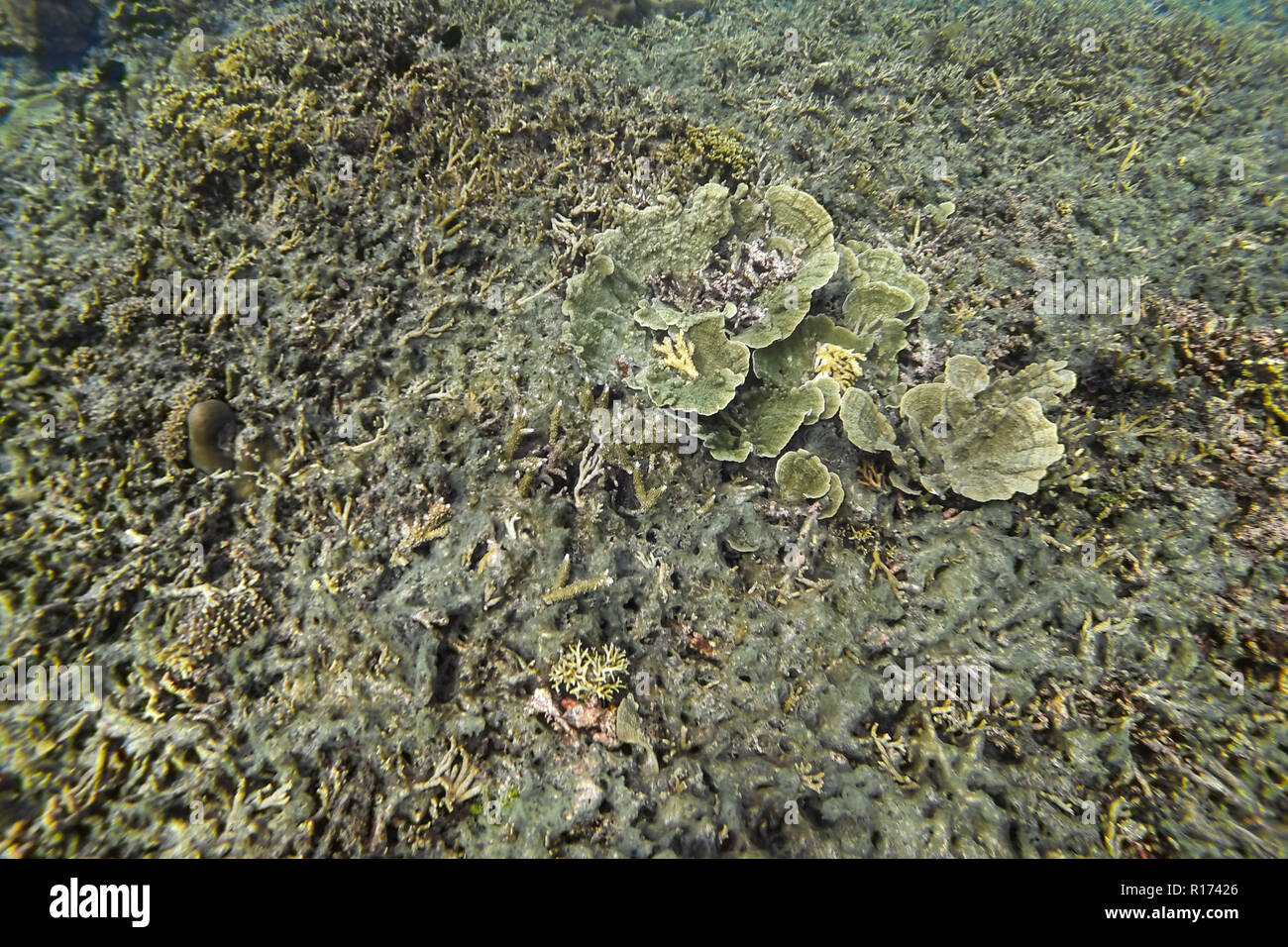 Toten Korallenriff durch Meeresverschmutzung und die globale Erwärmung auf den Philippinen verursacht Stockfoto