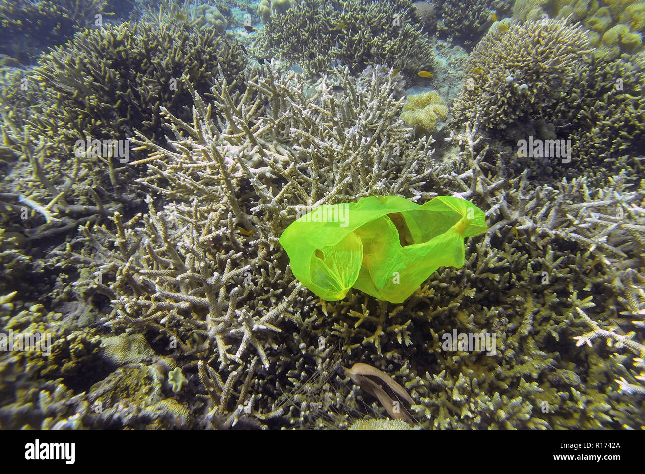 Plastikbeutel Umweltverschmutzung in einem Korallenriff, Philippinen Stockfoto