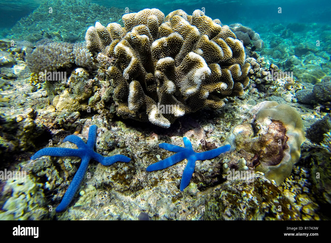 Zwei blaue Seesterne Leben im Korallenriff von Moalboal in Philippinen Stockfoto