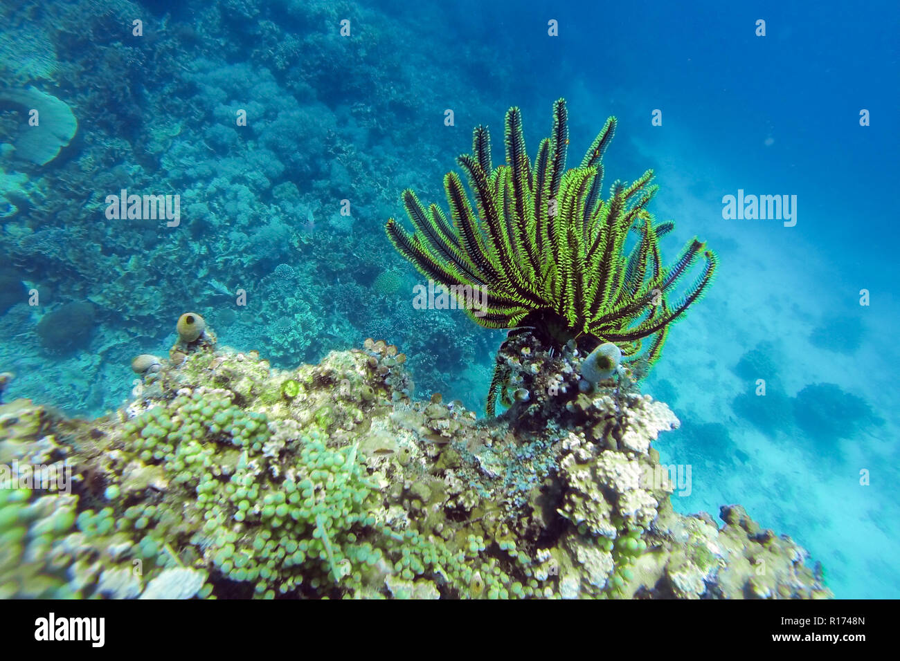 Schwarze und Grüne Crinoid in einem Korallenriff, Philippinen Stockfoto