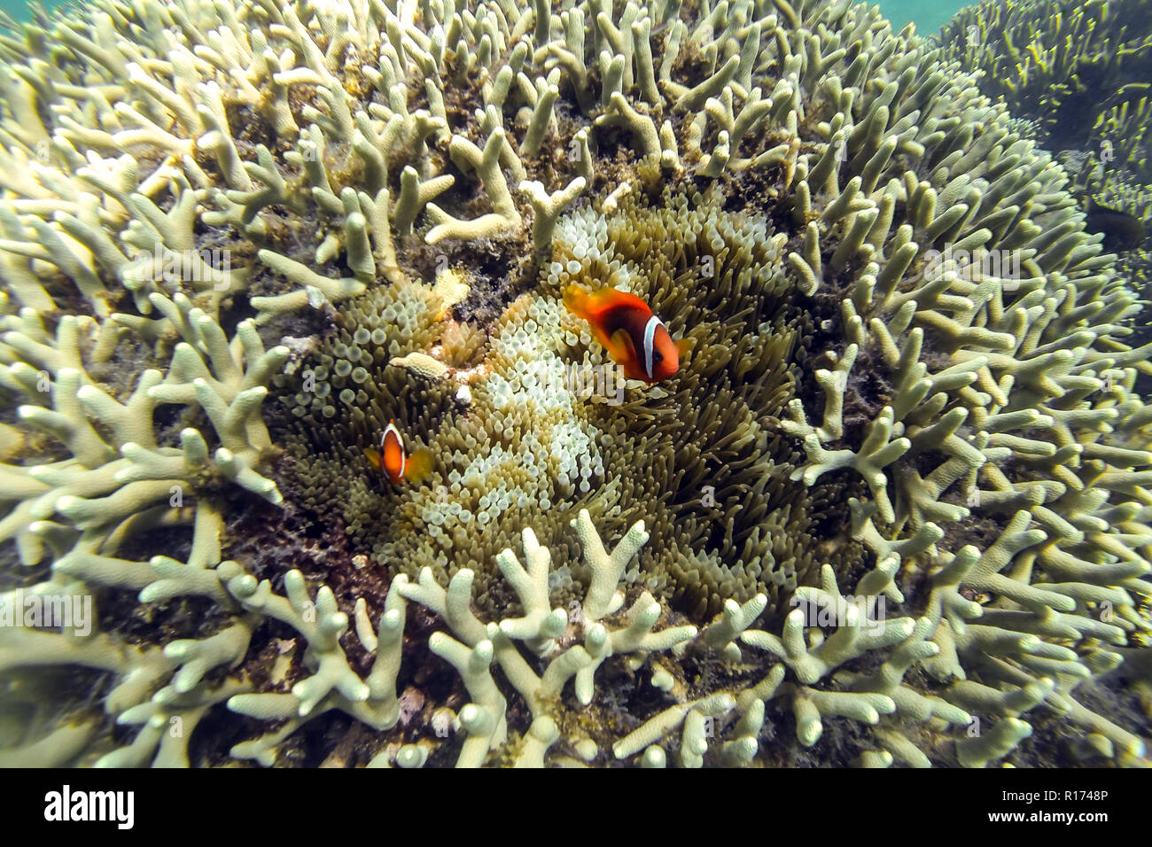 Ocellaris Anemonenfische in einem harten Korallenriff und Anemone, Philippinen Stockfoto