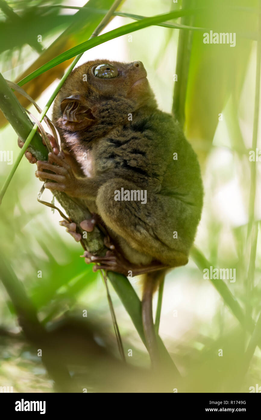 Die Philippinischen Tarsier, die kleinsten Primaten leben auf der Erde, hier ist es das Stehen auf einem Bambus Baum in Philippinen. Stockfoto