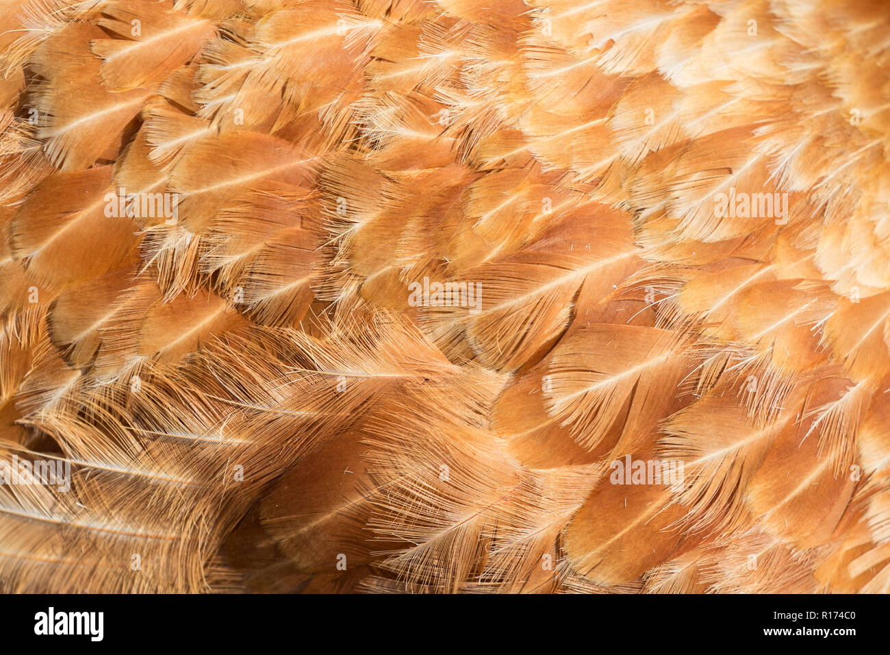 Zusammenfassung Hintergrund der Henne Federn detail Stockfoto