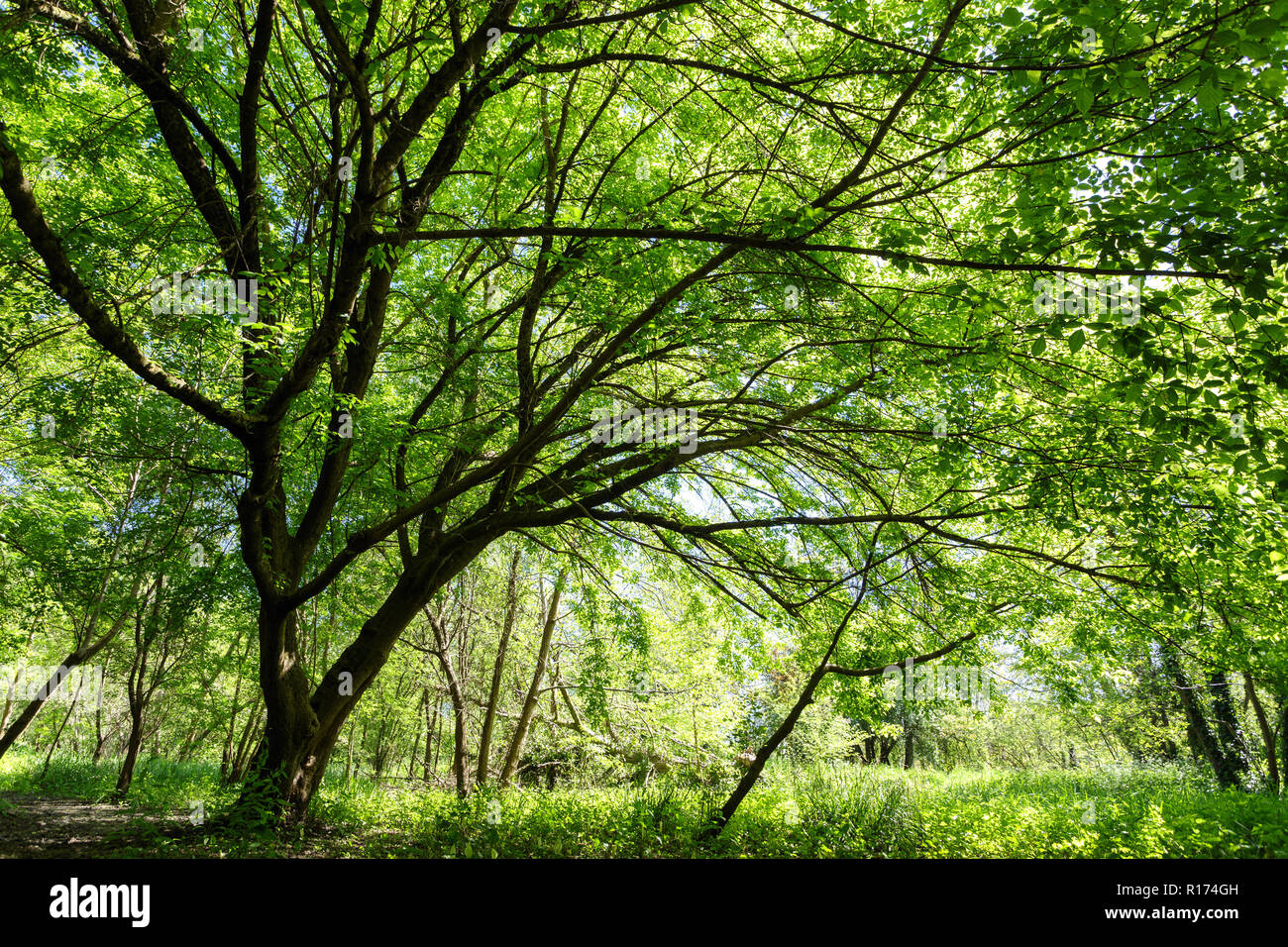 Ahorn Baum an der Feder, die in einem gemäßigten Klima Park Stockfoto