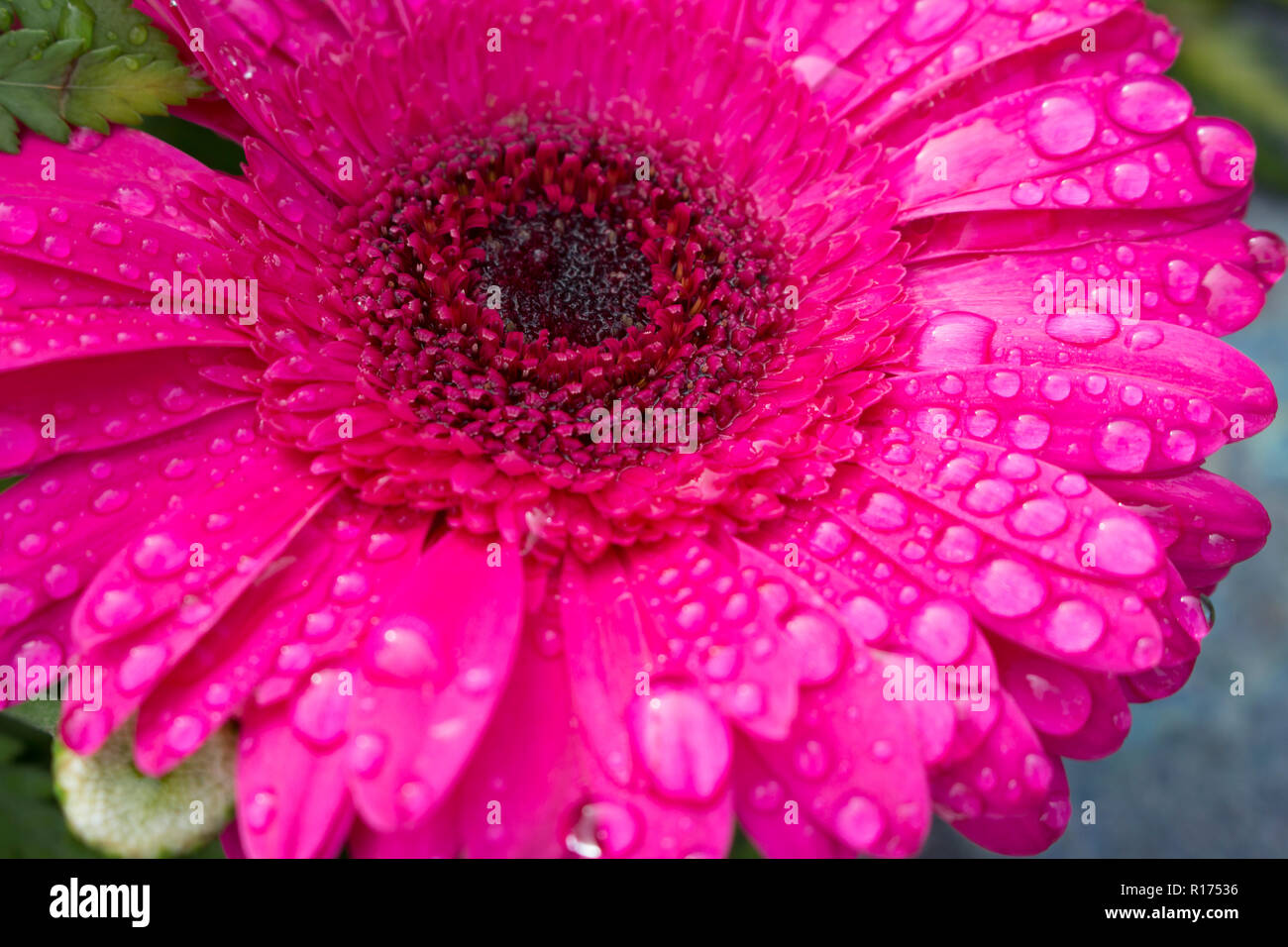 Makro des schönen dunklen Rosa Gerbera Blume in voller Blüte in Wassertropfen von morgens Tau. Verschwommenen Hintergrund. Stockfoto