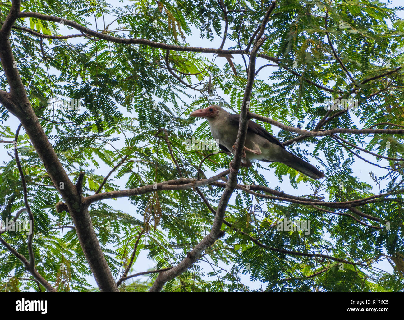 Eine graue Krähen (Corvus Tristis) auf einem Baum gehockt. Manokwari, West Papua, Indonesien. Stockfoto
