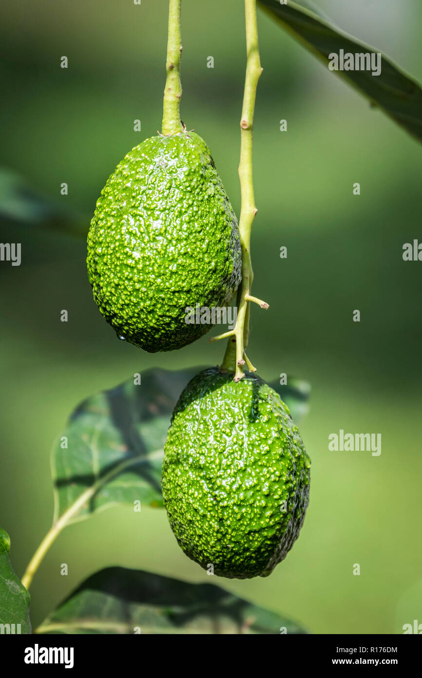 Avocados sind als grünes Gold in der Gegend um Uruapan, Michoacán, Mexiko bekannt. Stockfoto