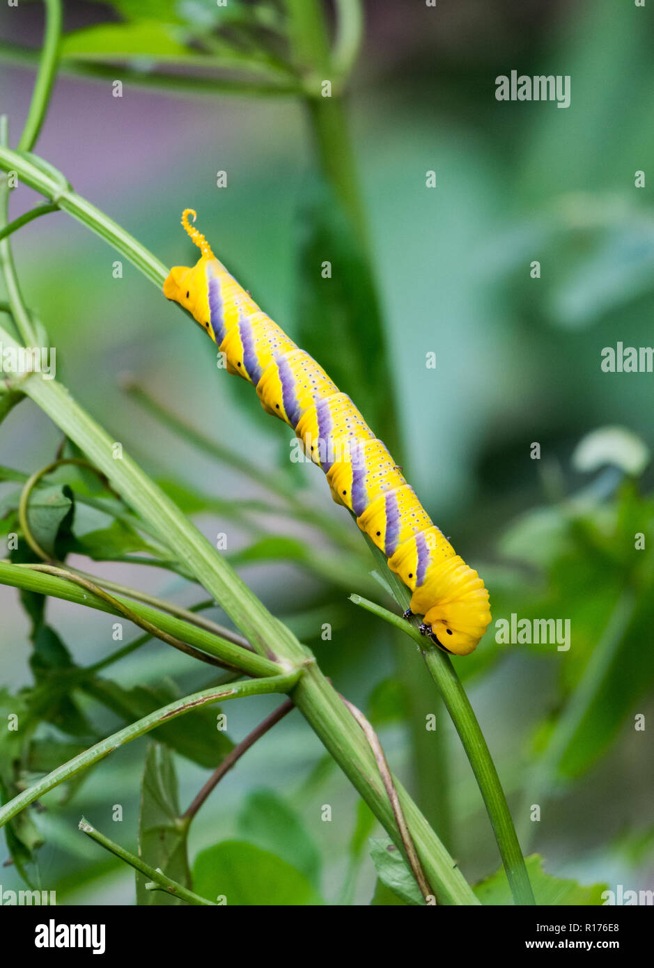 Ein helles Gelb Caterpillar. Arfak Syoubri, Berg, West Papua, Indonesien. Stockfoto