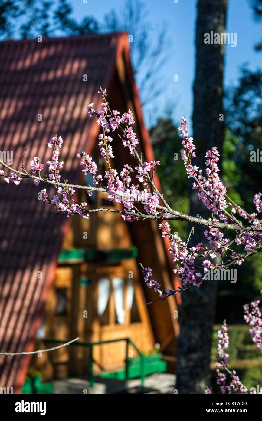 Peach Blossoms in der Nähe einer Hütte auf See Zirahuen, Michoacán, Mexiko. Stockfoto