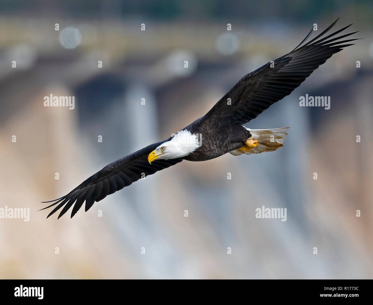 Adler im Flug mit Fisch Stockfoto