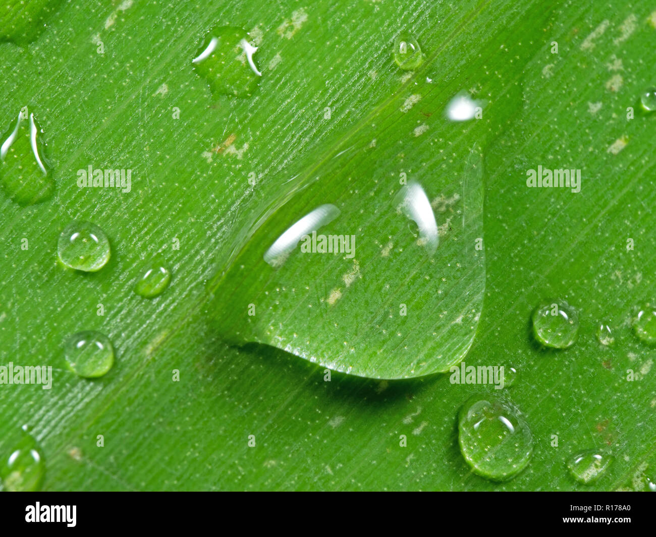 Makrofotografie von Wassertropfen auf einem Bananenblatt, Natur Hintergrund Stockfoto