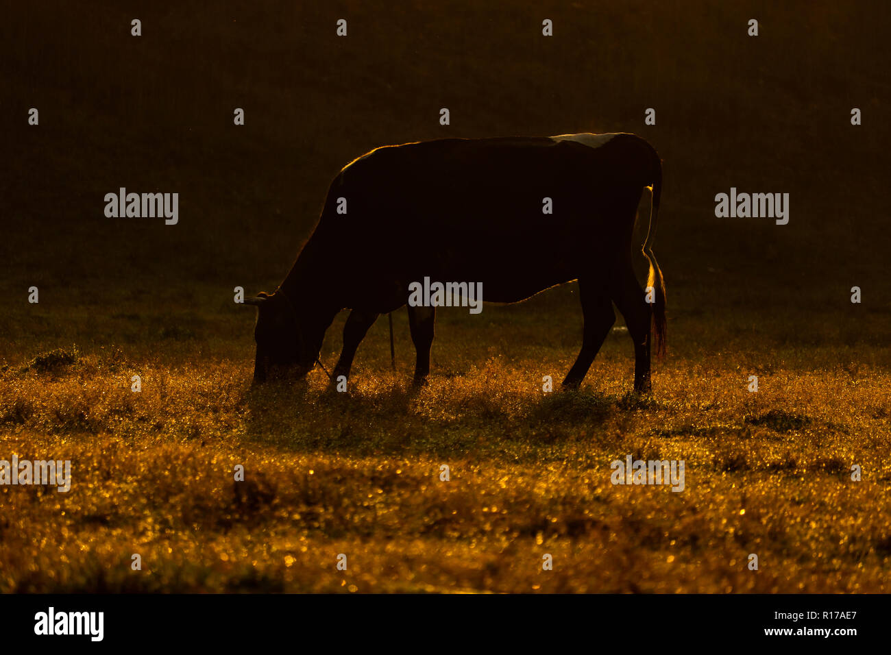 Frische Weiden Stockfoto