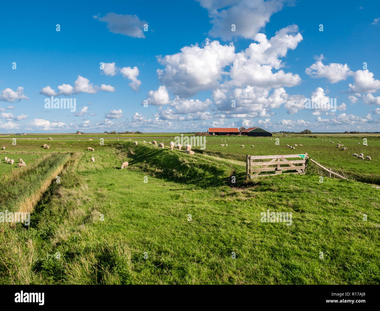 Polderlandschaft mit grasenden Schafen, Deich, Grünland und Bauernhaus auf der westfriesischen Insel Texel, Zeeland, Niederlande Stockfoto