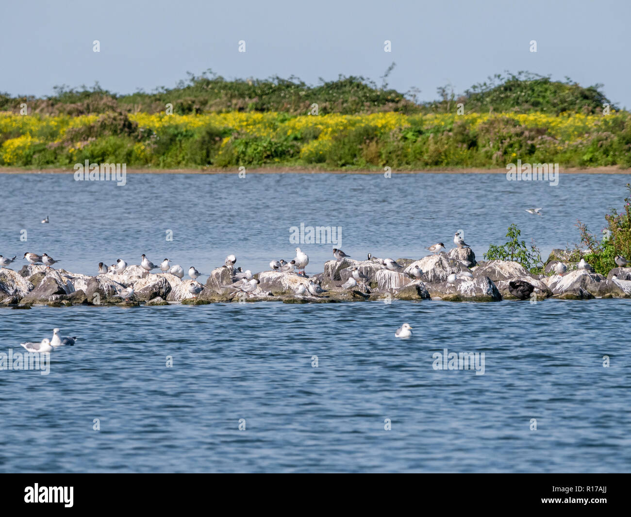 Seeschwalben und Möwen ruht auf Felsen auf Naturschutzgebiet de Kreupel Insel im IJsselmeer, Niederlande Stockfoto