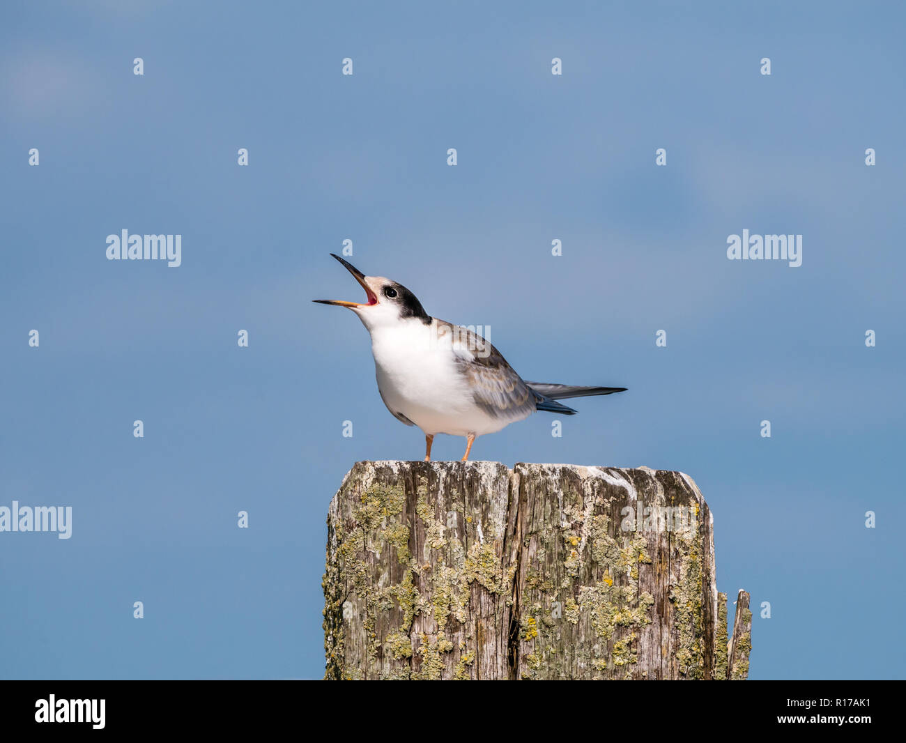 Flussseeschwalbe, Sterna hirundo, Kinder schreien nach Nahrung auf hölzerne Stange, De Kreupel, Niederlande Stockfoto