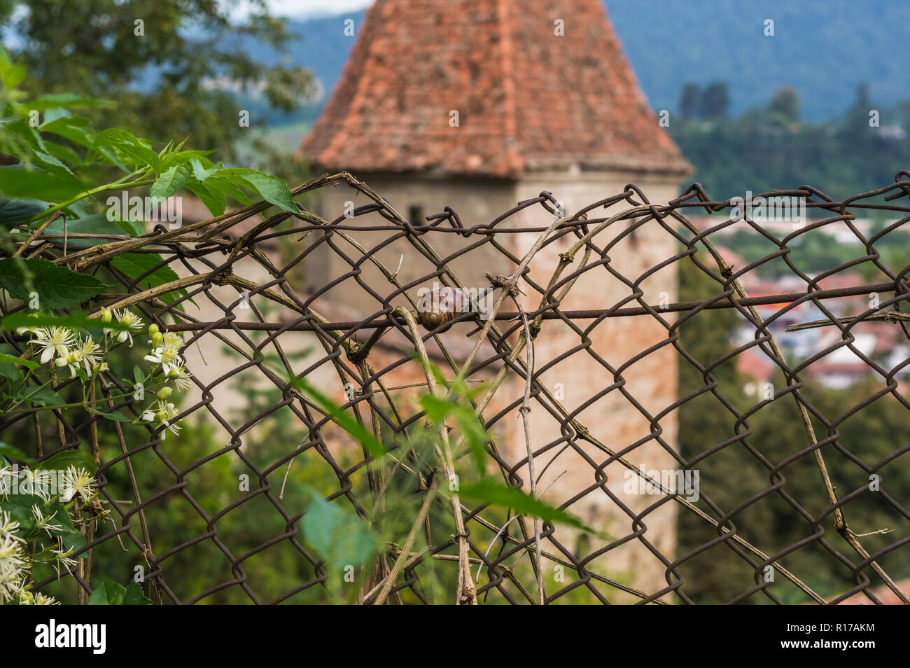 Schnecke auf Chain-Link Fence auf dem Hintergrund der mittelalterlichen Turm Stockfoto