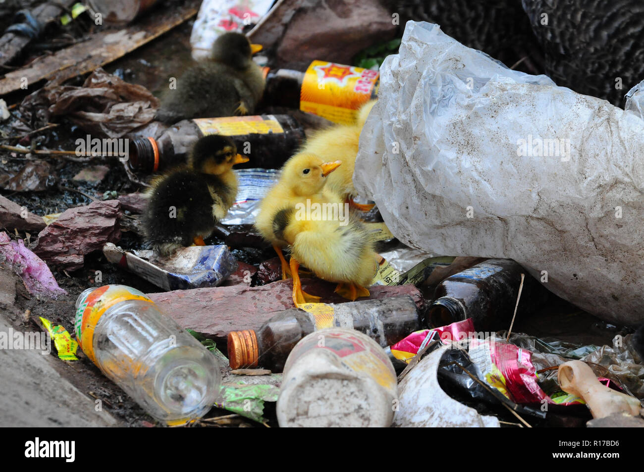 Entenküken in den Papierkorb in der Nähe des Dorfes Vang Vieng, Laos. Stockfoto