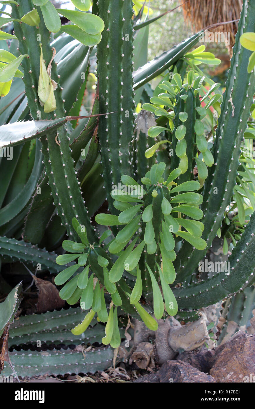 grne grnlilie Chlorophytum comosum 'Green'