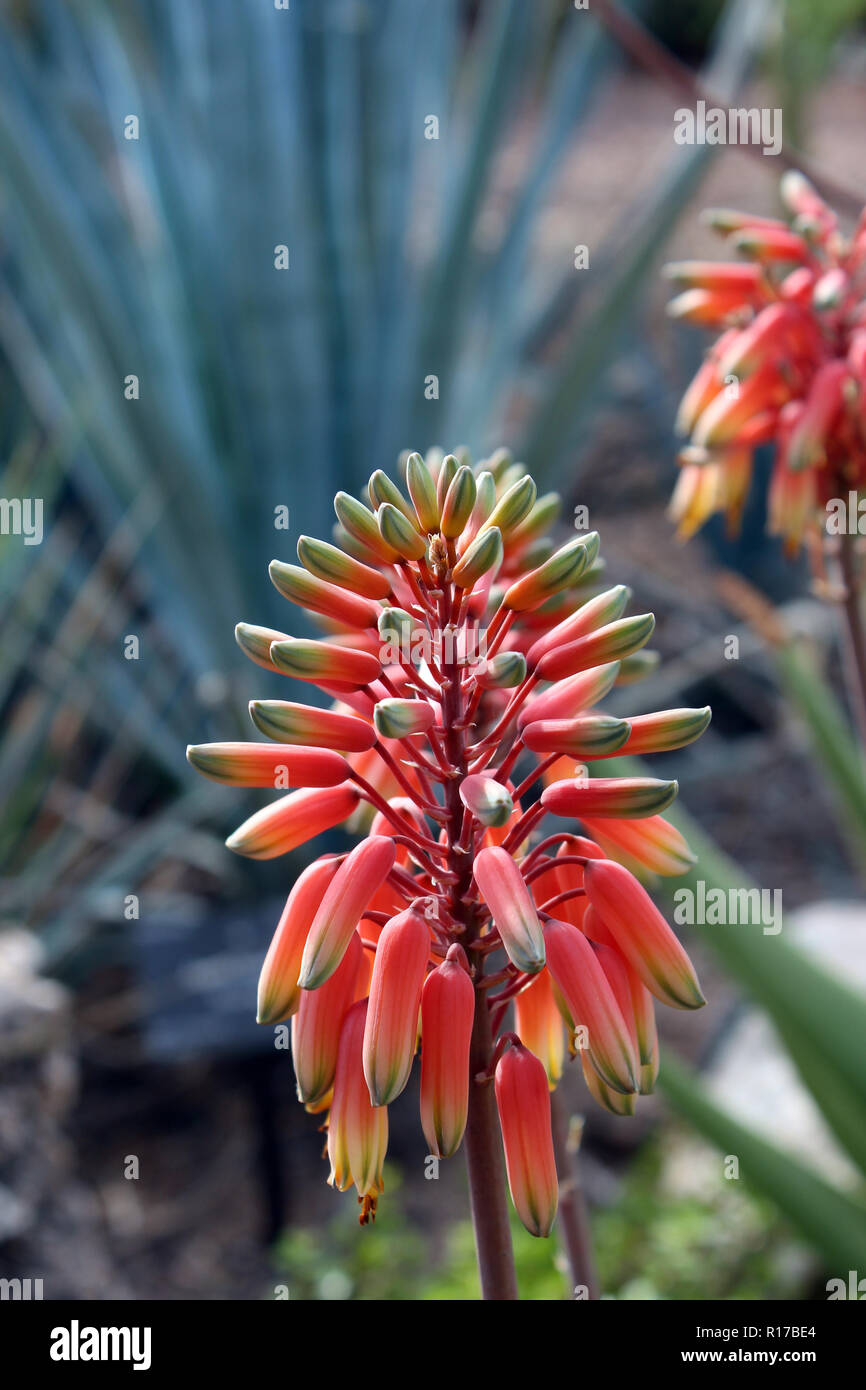 Nahaufnahme einer Blüte Stängel einer Aloe sheilae Anlage mit dreifarbigen, orange, gelbe und grüne Knospen, in der Wüste von Arizona, USA Stockfoto