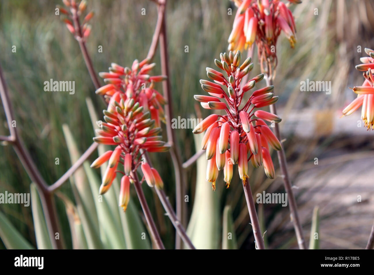 Nahaufnahme einer Blüte Stängel einer Aloe sheilae Anlage mit dreifarbigen, orange, gelbe und grüne Knospen, in der Wüste von Arizona, USA Stockfoto