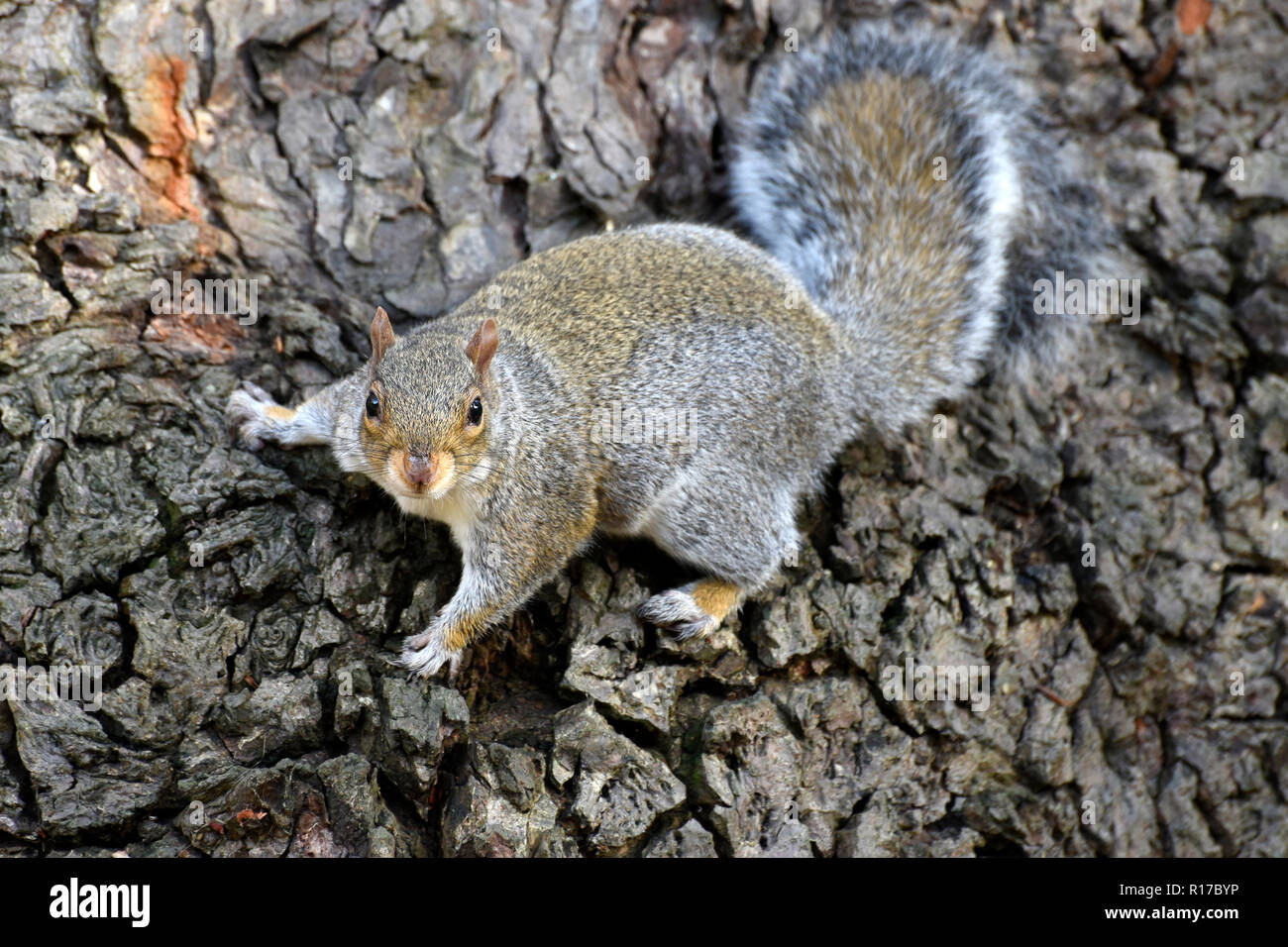 Graue Eichhörnchen Kletterbaum Stockfoto
