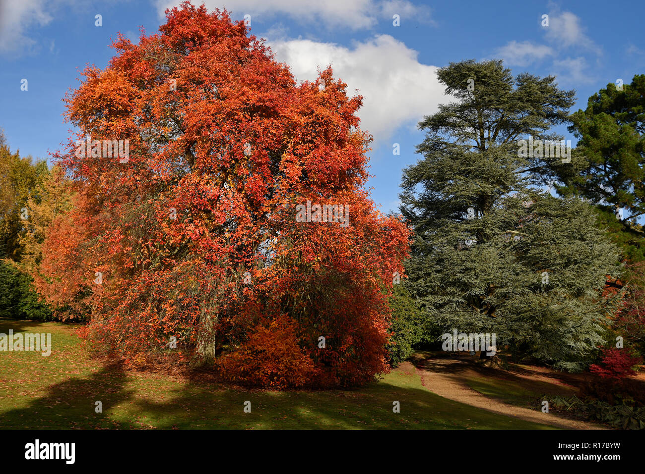 Herbstfärbung Stockfoto