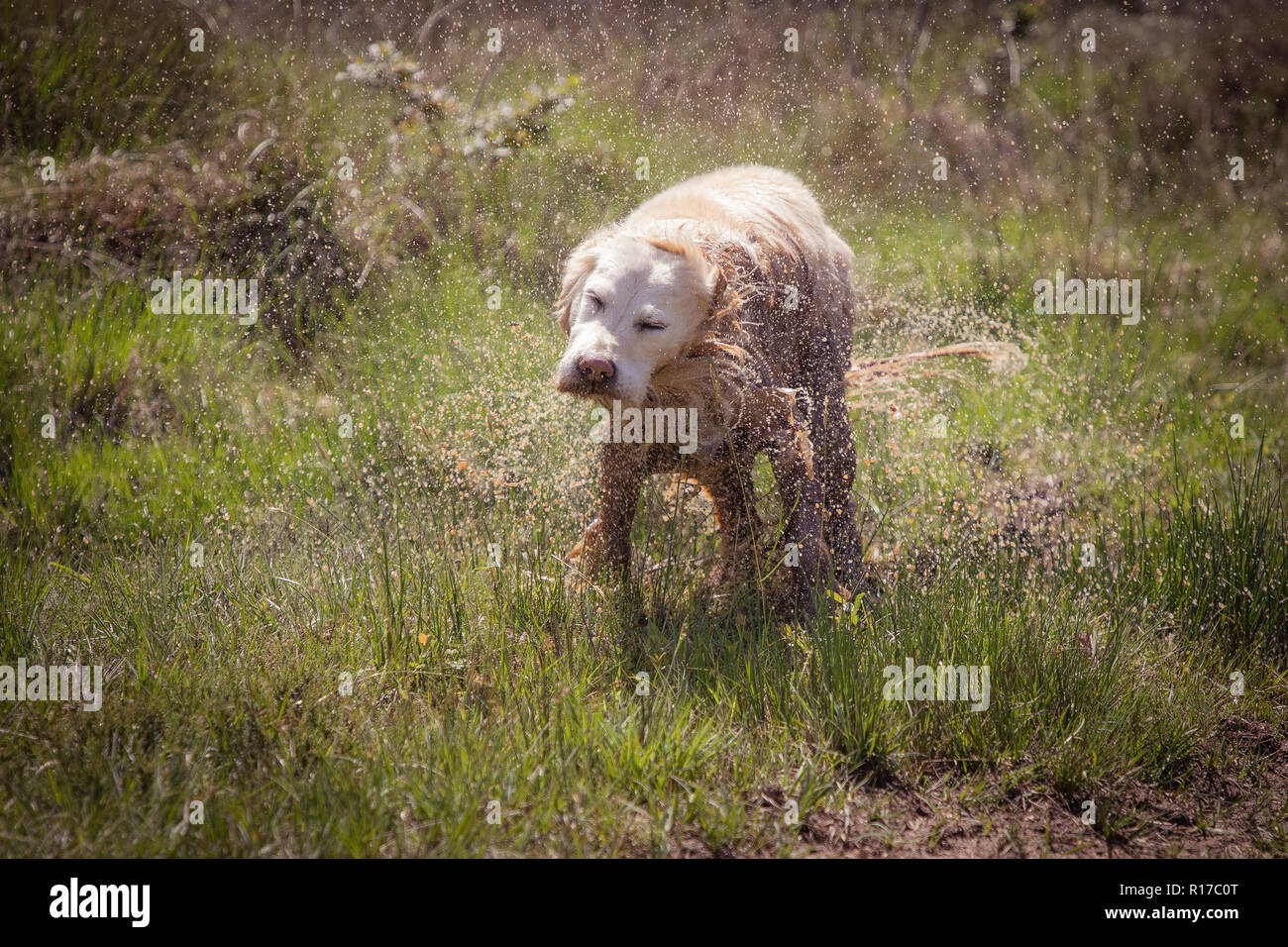 Muddy nass Golden Retriever Hund schüttelte Wasser Stockfoto