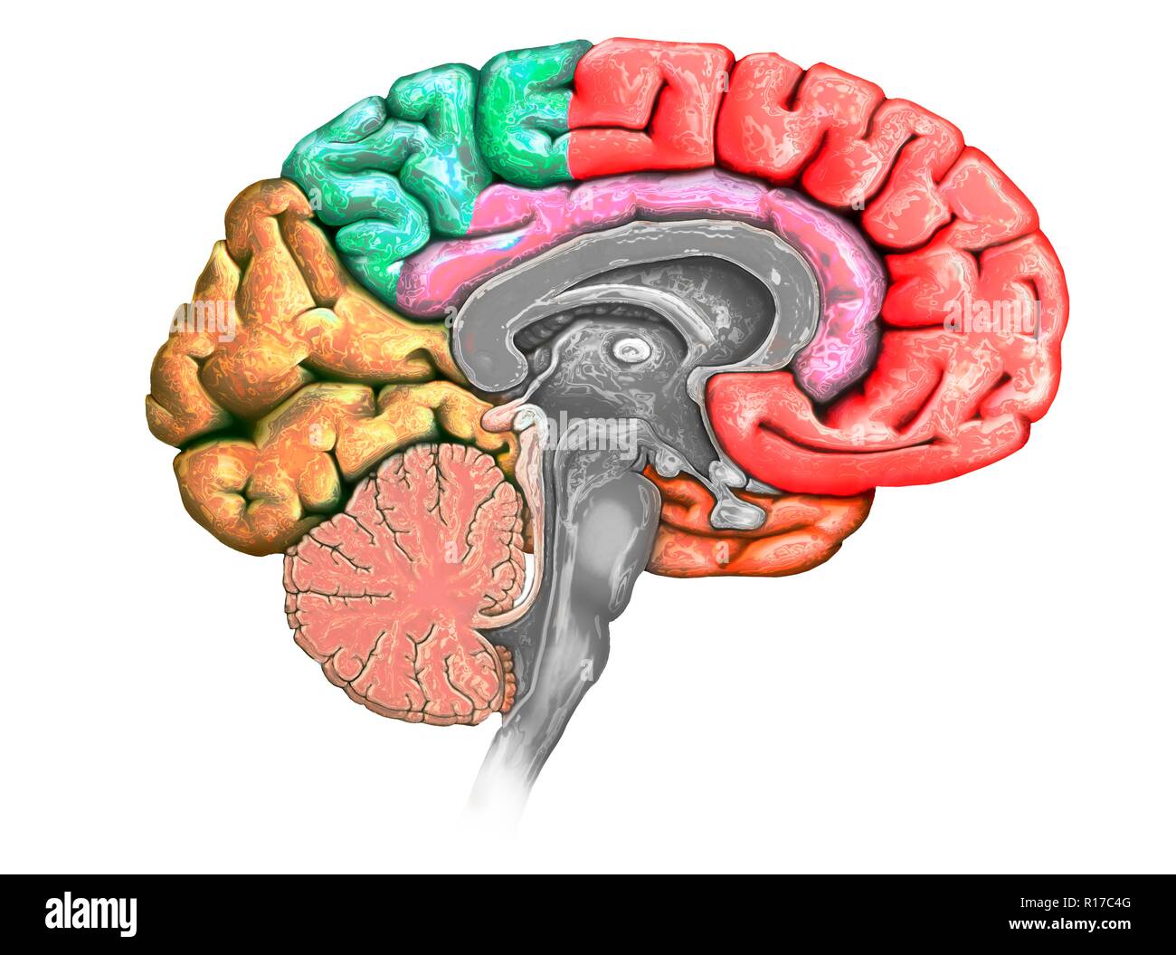 Abbildung: einen Querschnitt des Gehirns zeigt die verschiedenen Nocken. Die Nocken sind in verschiedenen Farben - rot (frontal), Grün (PARIETAL), Gelb (Okzipitalen), Orange (zeitliche) gezeigt, und Rosa (limbic). Ebenfalls dargestellt sind die verschiedenen Ventrikel, der Hirnstamm, thalamus und Hypothalamus, das Kleinhirn, die Hypophyse und den Corpus callosum. Stockfoto