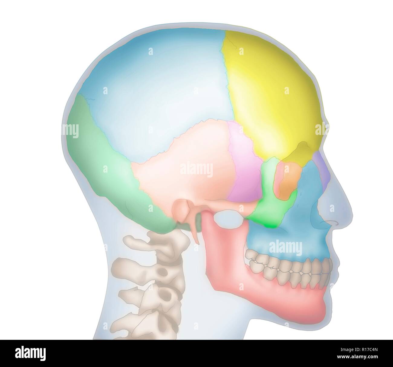 Abbildung eines menschlichen Schädels zeigt die Umrisse des Kopfes in Blau. Die verschiedenen Knochen des Schädels sind auch in unterschiedlichen Farben dargestellt, einschließlich der frontale (Gelb), Parietalen (blau), Okzipitalen (dunkelgrün), Temporal (orange) und Nase (lila). Stockfoto