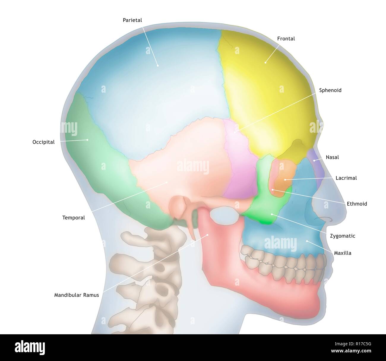Abbildung eines menschlichen Schädels zeigt die Umrisse des Kopfes in Blau. Die verschiedenen Knochen des Schädels sind auch in unterschiedlichen Farben dargestellt, einschließlich der frontale (Gelb), Parietalen (blau), Okzipitalen (dunkelgrün), Temporal (orange) und Nase (lila). Stockfoto