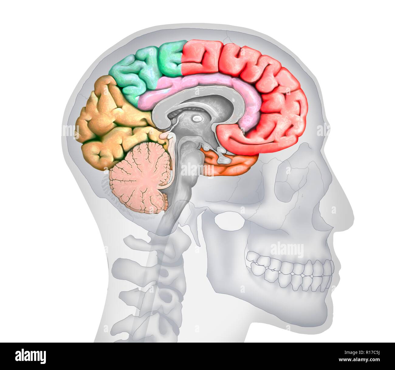 Abbildung: einen Querschnitt des Gehirns zeigt die verschiedenen Nocken. Die Nocken sind in verschiedenen Farben - rot (frontal), Grün (PARIETAL), Gelb (Okzipitalen), Orange (zeitliche) gezeigt, und Rosa (limbic). Ebenfalls dargestellt sind die verschiedenen Ventrikel, der Hirnstamm, thalamus und Hypothalamus, das Kleinhirn, die Hypophyse und den Corpus callosum. Der Hintergrund zeigt die Silhouette eines menschlichen Schädel und Kopf. Stockfoto