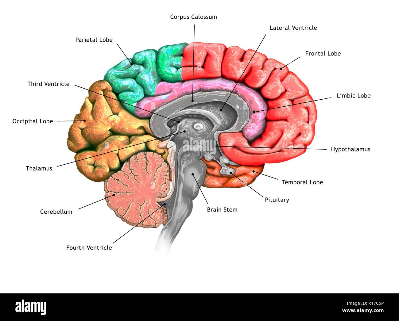 Abbildung: einen Querschnitt des Gehirns zeigt die verschiedenen Nocken. Die Nocken sind in verschiedenen Farben - rot (frontal), Grün (PARIETAL), Gelb (Okzipitalen), Orange (zeitliche) gezeigt, und Rosa (limbic). Ebenfalls dargestellt sind die verschiedenen Ventrikel, der Hirnstamm, thalamus und Hypothalamus, das Kleinhirn, die Hypophyse und den Corpus callosum. Stockfoto