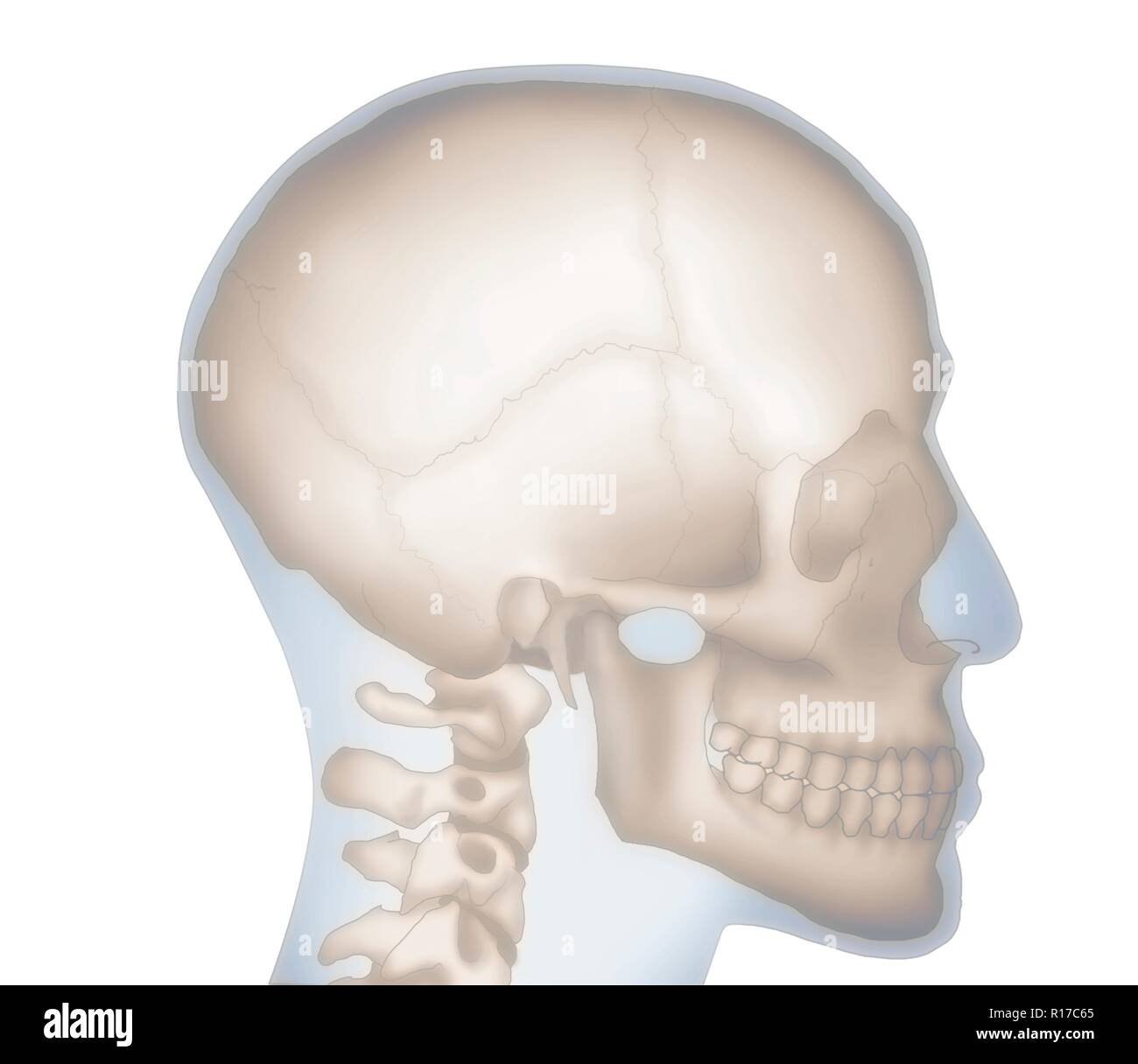 Abbildung eines menschlichen Schädels (beige), zeigt die Umrisse des Kopfes in Blau. Stockfoto