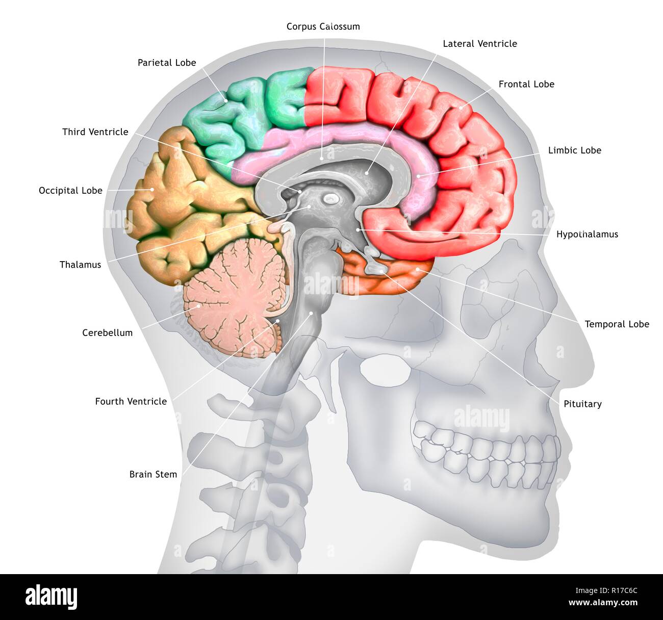 Abbildung: einen Querschnitt des Gehirns zeigt die verschiedenen Nocken. Die Nocken sind in verschiedenen Farben - rot (frontal), Grün (PARIETAL), Gelb (Okzipitalen), Orange (zeitliche) gezeigt, und Rosa (limbic). Ebenfalls dargestellt sind die verschiedenen Ventrikel, der Hirnstamm, thalamus und Hypothalamus, das Kleinhirn, die Hypophyse und den Corpus callosum. Der Hintergrund zeigt die Silhouette eines menschlichen Schädel und Kopf. Stockfoto