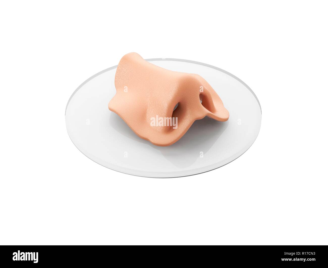 Konzept der bioprinting von Geweben und Organen. 3D-Abbildung der menschlichen Nase auf weißem Hintergrund. Stockfoto