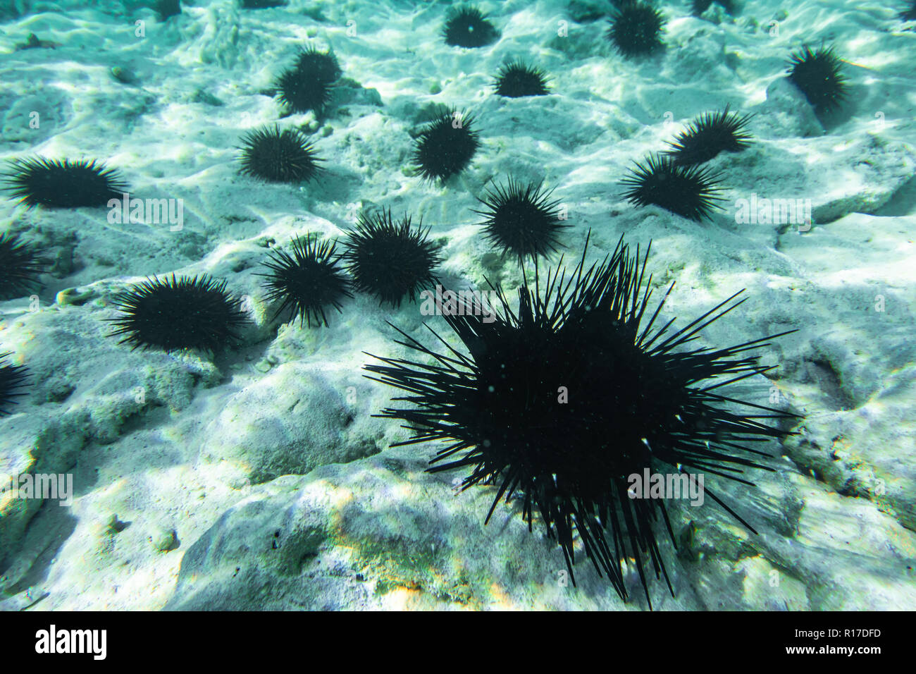 Unterwasser Fotografie. Seeigel. Sansibar, Tansania. Stockfoto