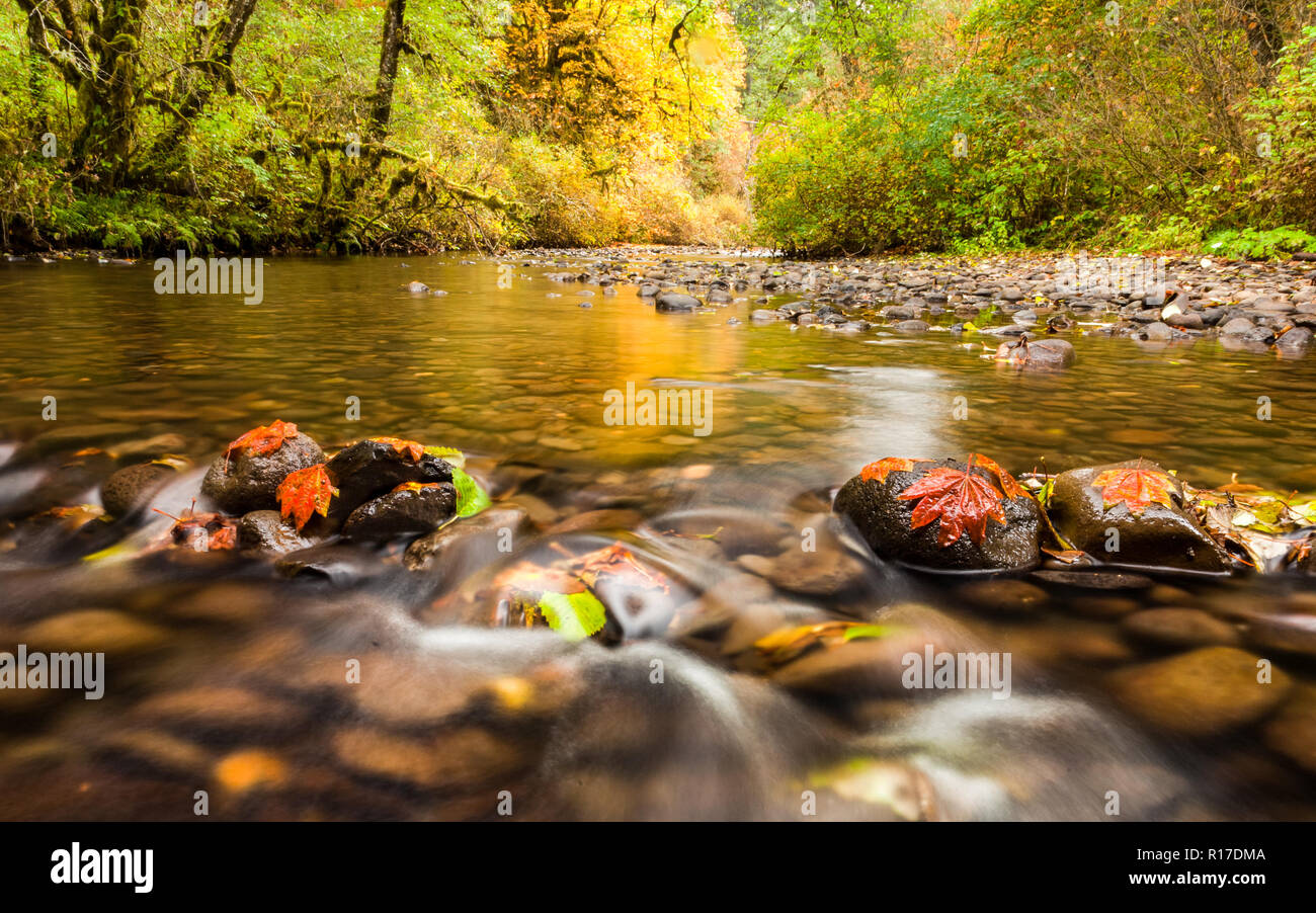 Blätter im Herbst in South Fork Silver Creek stecken zu den Felsen und goldene Farbe auf dem Wasser, Oregon, USA Stockfoto