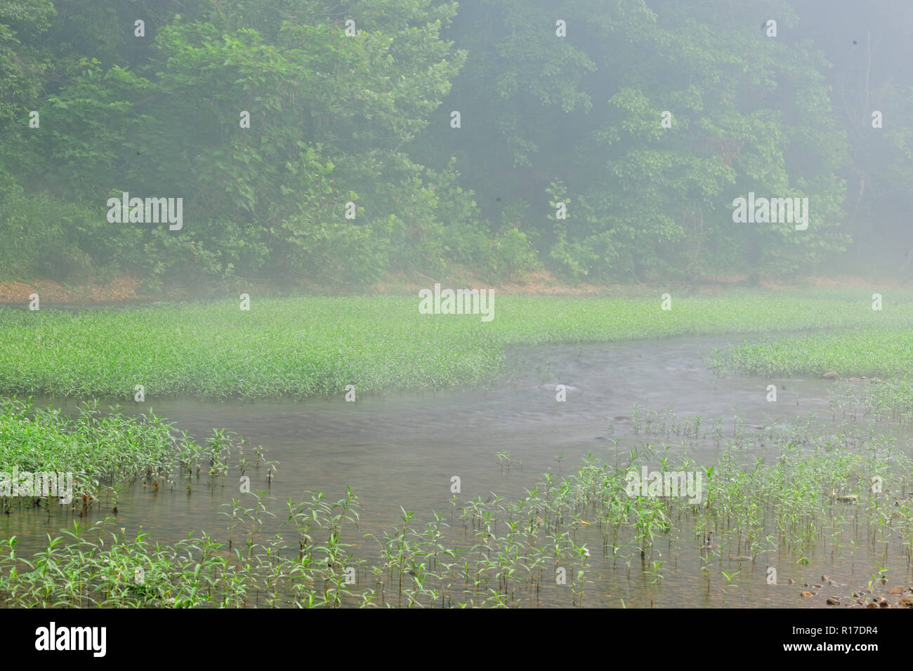 Die Buffalo National River im Sommer Nebel, Buffalo National River - Pruitt's Landing, Arkansas, USA Stockfoto