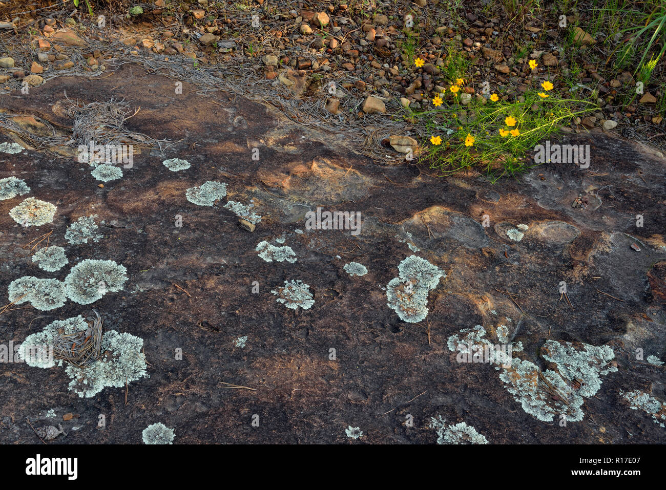 Verwitterten Sandsteinfelsen im Rock House Höhle - Turtle Rocks, Petit Jean State Park, Arkansas, USA Stockfoto