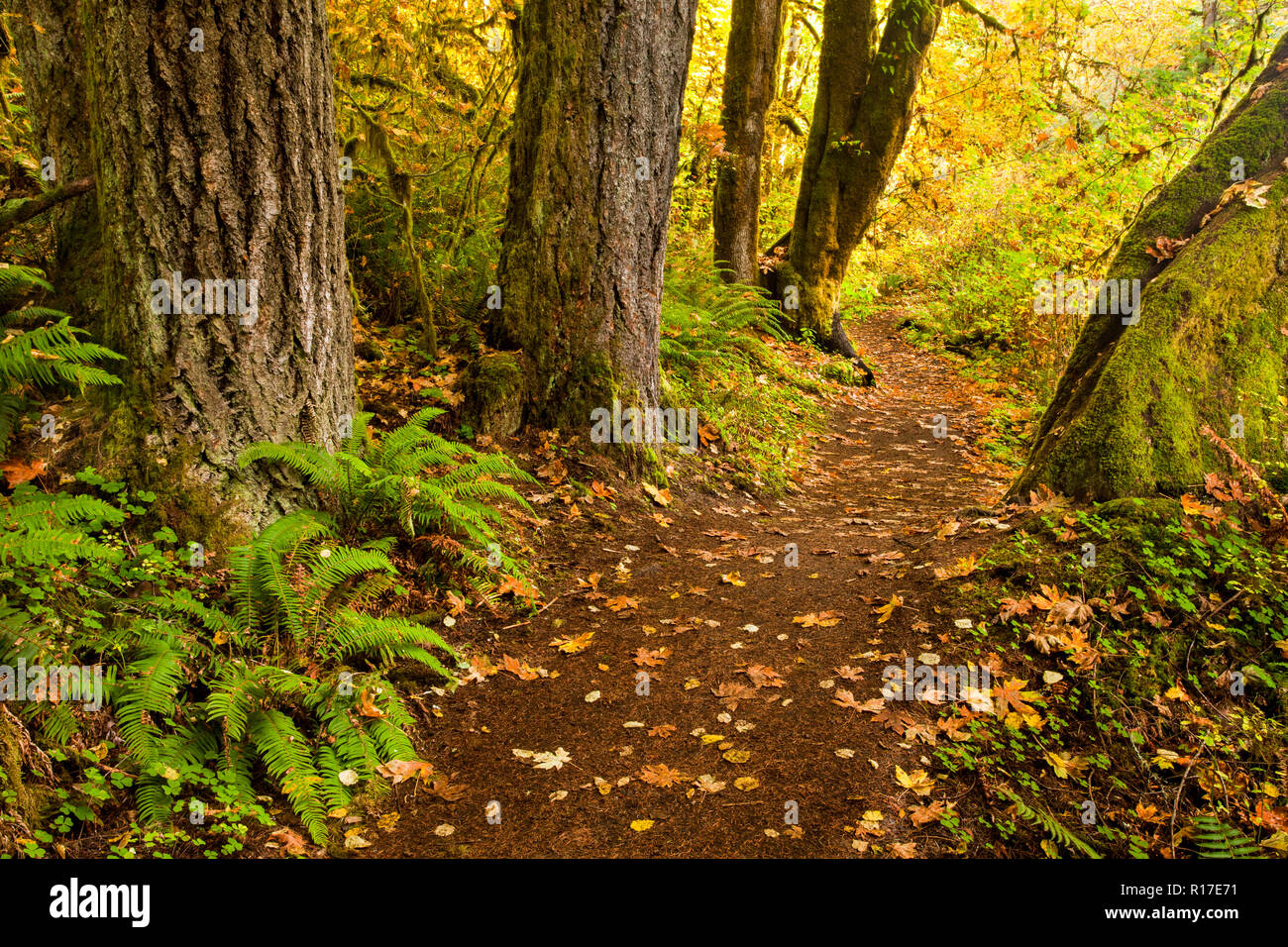 Blätter im Herbst über einen Weg in Silver Falls State Park, Florida, USA Stockfoto