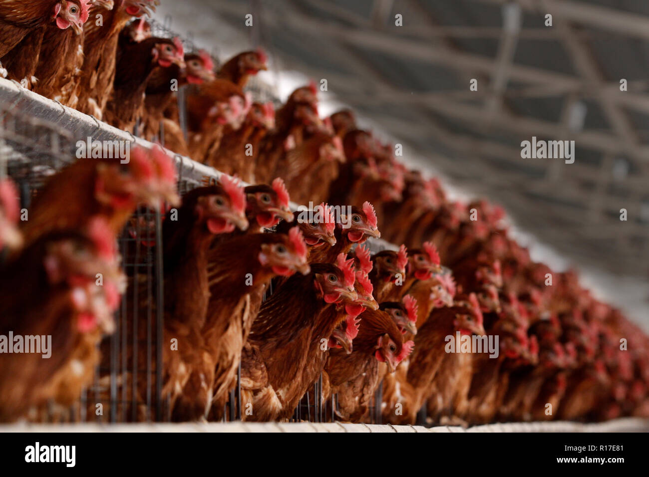 MENDOZA, Argentinien, 13. August 2014. Huhn Brutplatz, Geflügel auf die Produktion von Eiern, luzuriaga von Maipú Stadt Mendoza. Foto: Axel Llore Stockfoto