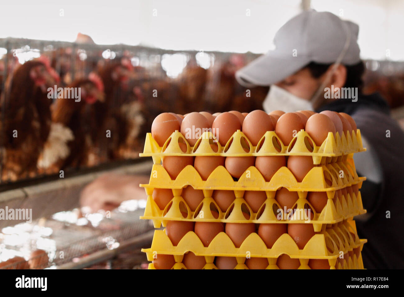 MENDOZA, Argentinien, 13. August 2014. Huhn Brutplatz, Geflügel auf die Produktion von Eiern, luzuriaga von Maipú Stadt Mendoza. Foto: Axel Llore Stockfoto