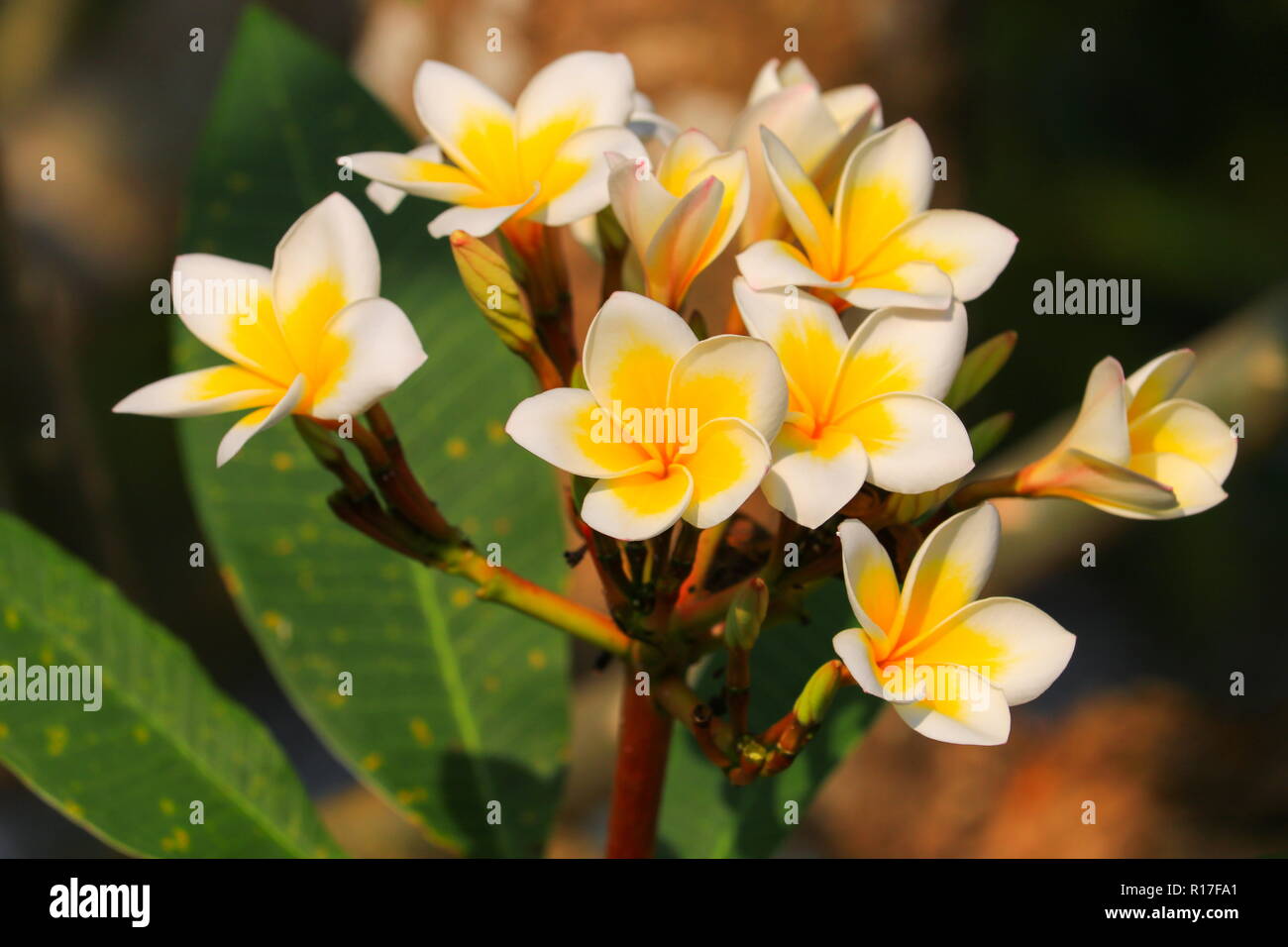 Plumeria Blume weiß und Pollen gelb Schöne am Baum (Common Name pocynaceae, Frangipani, Pagode Baum, Temple Tree) Stockfoto